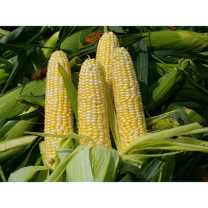Corn Yellow - 6 Pieces