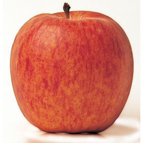 Apples GALA- 6 Pieces