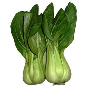 Bok Choi Baby- 3 Pieces