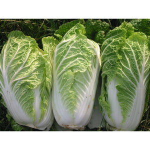 Cabbage NAPPA-Per Head