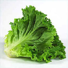 Load image into Gallery viewer, Greenleaf Lettuce-Per Bunch
