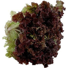 Load image into Gallery viewer, Redleaf Lettuce-Per Head
