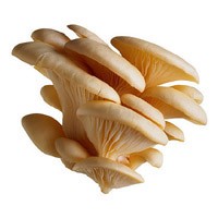 Mushrooms Oyster-3.5oz. Per Package