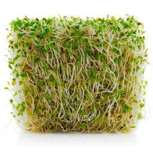 Load image into Gallery viewer, Sprouts Alfalfa- Per Pint
