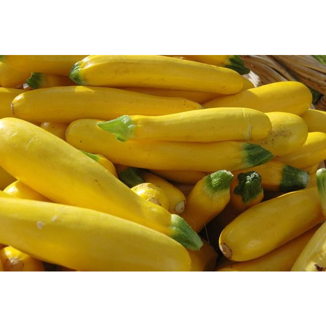 Squash Yellow-2lbs