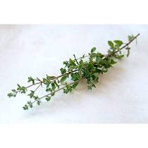 Thyme- Per Bunch